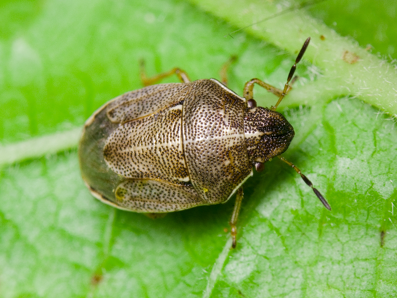 Neottiglossa pusilla (Gmelin, 1790)